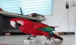 八哥最新爆料视频大全,揭秘娱乐圈幕后真相