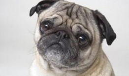 巴哥最新爆料事件,揭秘娱乐圈惊人内幕